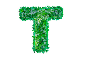 English letter T made from green shrub