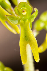 Common twayblade (Neottia ovata)