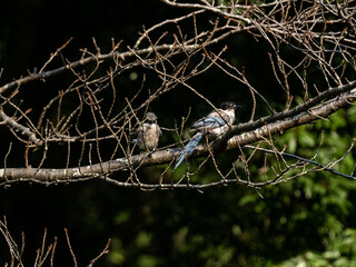 group of Azure-winged Magpies in a tree 2