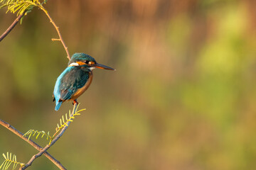 Common Kingfisher perching on a perch
