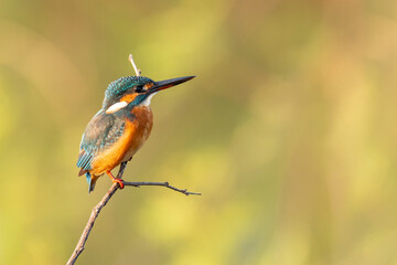 Common Kingfisher perching on a perch