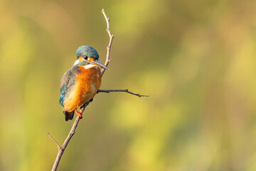 Common Kingfisher perching on a perch