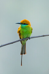 Green Bee-eaters perching on a perch