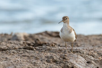 Common Sandpiper standing on muddy ground
