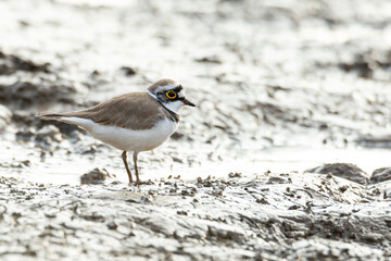 Little Ringed Plover standing on muddy ground