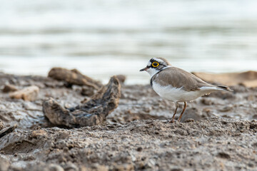 Little Ringed Plover standing on muddy ground