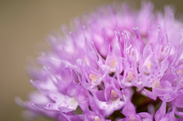 Round headed orchid (Traunsteinera globosa), Maritime alps, Italy.
