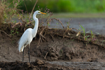 Great egret standing on muddy ground