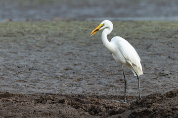 Great egret with a baby snake fish in its bill