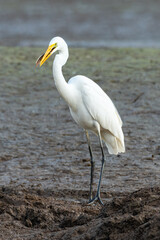 Great egret with a baby snake fish in its bill