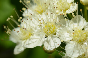 Frangula alnus alder buckthorn, glossy buckthorn, breaking buckthorn flowering bush, blooming white flower close up detail