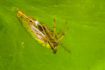 Common backswimmer (Notonecta sp.) underwater, Liguria, Italy.