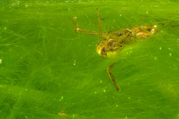 Common backswimmer (Notonecta sp.) underwater, Liguria, Italy.