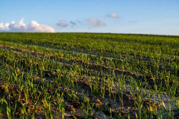 Landscape young wheat seedlings growing in a field. Green wheat growing in soil. Close up on sprouting rye agriculture on a field in sunset. Sprouts of rye. Wheat grows in chernozem planted in autumn.