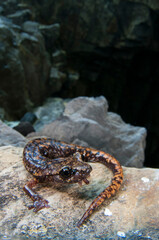 North-west italian cave salamander (Hydromantes strinatii) in its habitat, Liguria, Italy.
