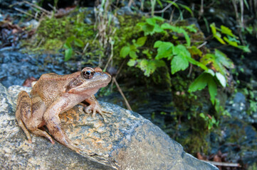 Italian stream frog (Rana italica), Italy.