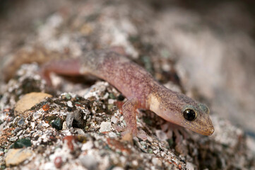 European leaf-toed gecko (Euleptes europaea), Italy.
