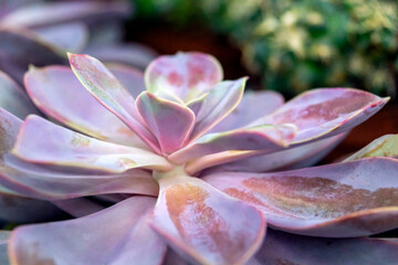 Fototapeta na wymiar succulent plant with a purple hue close up