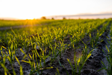 Close up young green wheat seedlings growing in a soil on a field in a sunset. Close up on...