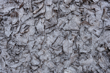 Light snow covers dark fallen leaves as pattern or Christmas winter background.