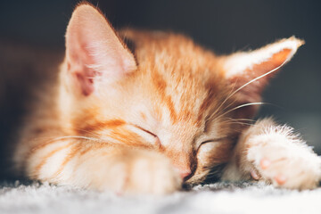 Close up of Cute little ginger kitten sleeps on carpeted floor in the sun, strong shadows