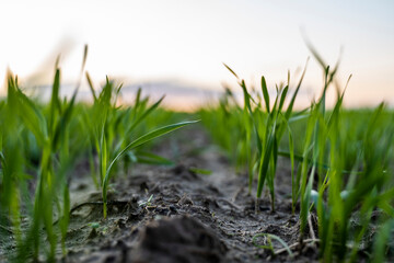 Close up young green wheat seedlings growing in a soil on a field in a sunset. Close up on sprouting rye agriculture on a field in sunset. Sprouts of rye. Wheat grows in chernozem planted in autumn.