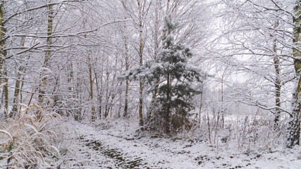 Fototapeta premium Pokryte śniegiem drzewa i pola podczas wschodu słońca