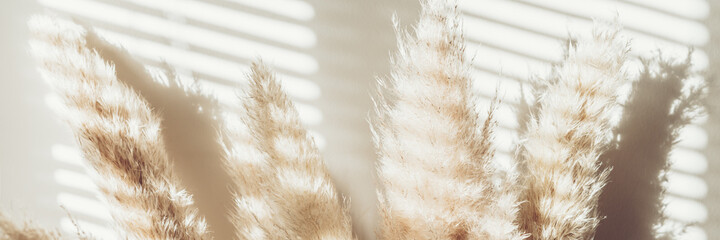 Reed Plume Stem, Dried Pampas Grass, Decorative Feather Flower Arrangement for Home, Beach Theme, New Trendy Home Decor, Summer direct light with strong shadows, banner size