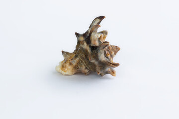 Obraz premium Marine life: light spiny gastropod seashell close-up on white background