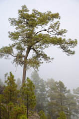 Forest of Canary Island pine Pinus canariensis in the fog. Alsandara. Integral Natural Reserve of Inagua. Tejeda. Gran Canaria. Canary Islands. Spain.