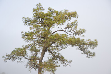 Canary Island pine Pinus canariensis in the fog. Alsandara Mountain. Integral Natural Reserve of Inagua. Tejeda. Gran Canaria. Canary Islands. Spain.