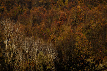Fototapeta premium Foto scattata nelle colline attorno a Tassarolo (AL).