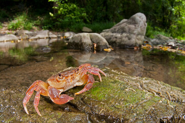 Freshwater crab (Potamon fluviatile) in its habitat, Tuscany, Italy.