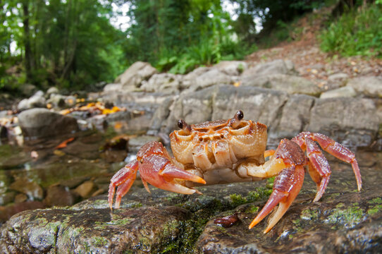 Freshwater crab (Potamon fluviatile) in its habitat, Tuscany, Italy.