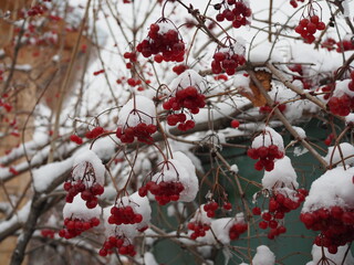 Red viburnum in winter. Red clusters of viburnum berries under the snow. Brush viburnum in the winter. Snow on the berries. Winter in the village. White snow and red berries.