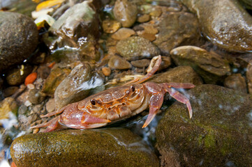 Freshwater crab (Potamon fluviatile) in its habitat, Tuscany, Italy.
