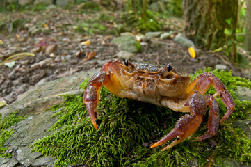 Freshwater crab (Potamon fluviatile) in its habitat, Tuscany, Italy.