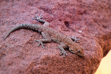 gecko op rode rots in de woestijn bij Twijfelfontijn Namibie