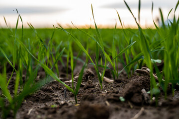Close up young wheat seedlings growing in a field. Green wheat growing in soil. Close up on sprouting rye agriculture on a field in sunset. Sprouts of rye. Wheat grows in chernozem planted in autumn.