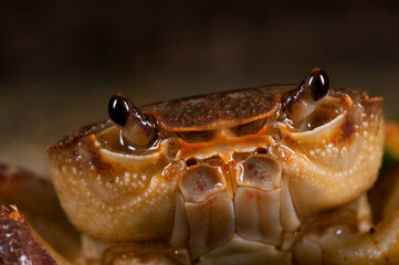 Freshwater crab (Potamon fluviatile) portrait, Tuscany, Italy.