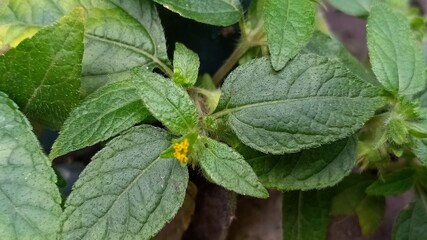 Outdoor focus photo of green leaves (known as Synedrella) background