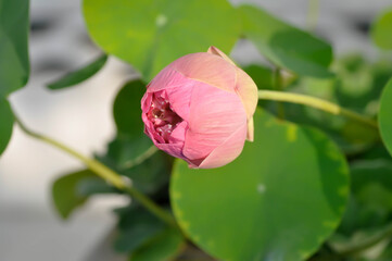 lotus ,pink lotus or nucifera gaertn