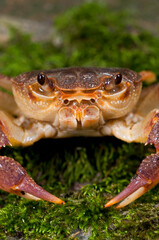 Freshwater crab (Potamon fluviatile) portrait, Tuscany, Italy.
