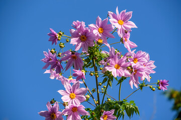 Pink flowers of the bell tree dahlia