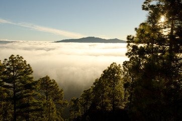 Forest of Canary Island pine Pinus canariensis, sea of clouds and mountain. Reserve of Inagua and north of Gran Canaria. Canary Islands. Spain.