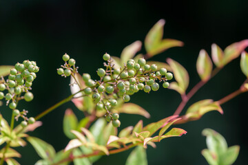 Young fruits of Heavenly bamboo, Nandina domestica