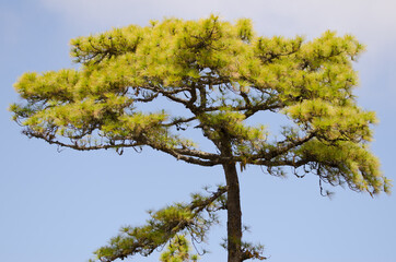 Canary Island pine Pinus canariensis. Integral Natural Reserve of Inagua. Gran Canaria. Canary Islands. Spain.