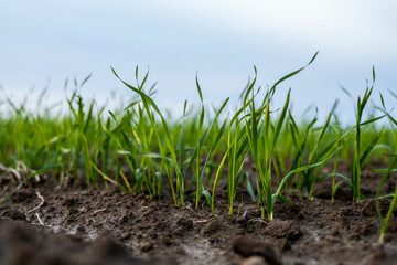 Close up young wheat seedlings growing in a field. Green wheat growing in soil. Close up on sprouting rye agriculture on a field in sunset. Sprouts of rye. Wheat grows in chernozem planted in autumn.