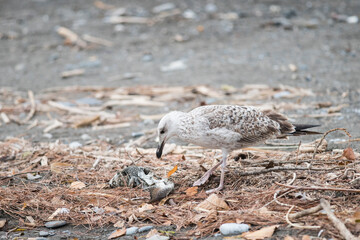 Yellow-legged gull (Larus michahellis) juvenile eat a fish on a sand beach, Liguria, Italy.