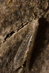 Antlion Myrmeleon alternans on a rock. Cruz de San Antonio. Integral Natural Reserve of Inagua. Gran Canaria. Canary Islands. Spain.